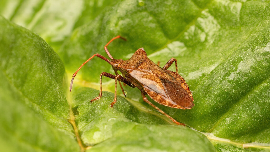 Coreidae Coreus marginatus