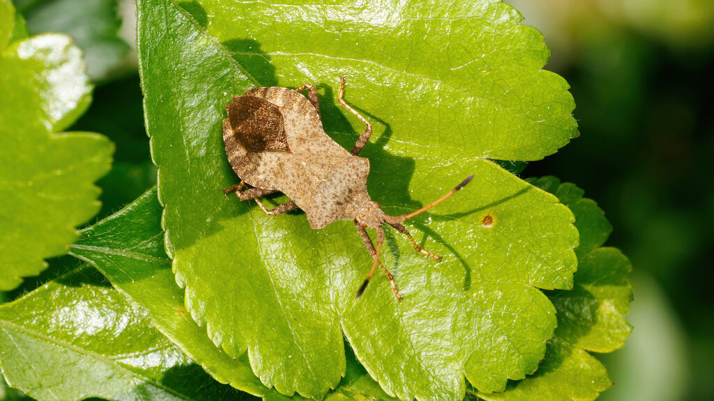 Coreidae Coreus marginatus