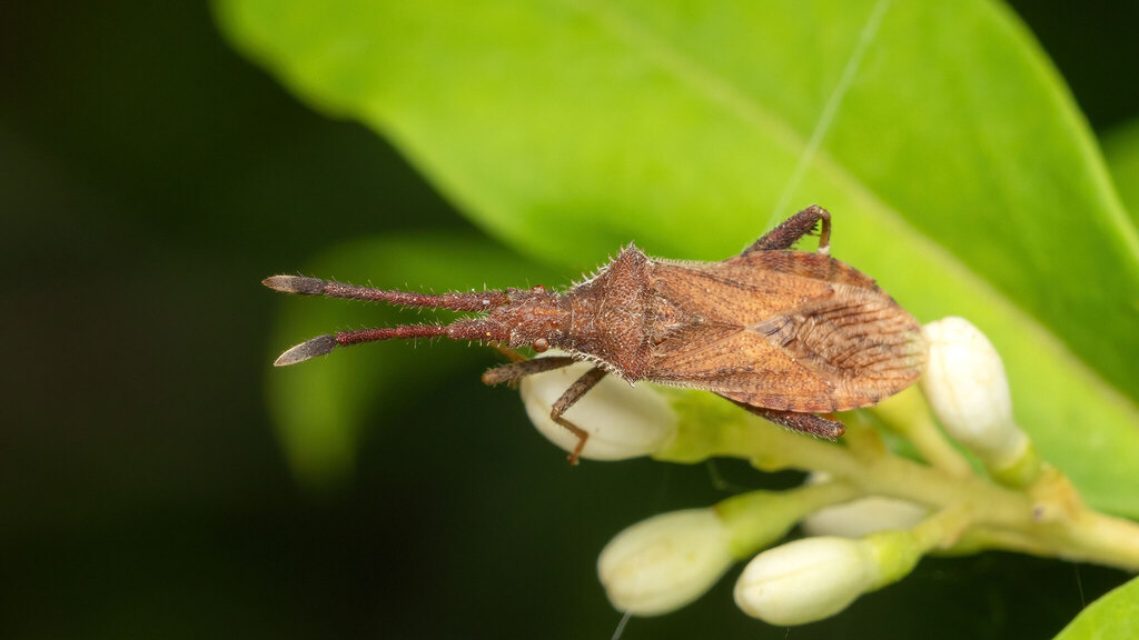 Coreidae Coriomeris denticulatus