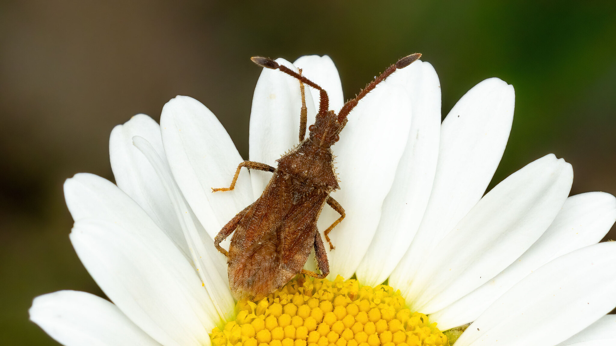 Coreidae Coriomeris denticulatus