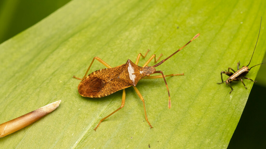 Coreidae Gonocerus acuteangulatus