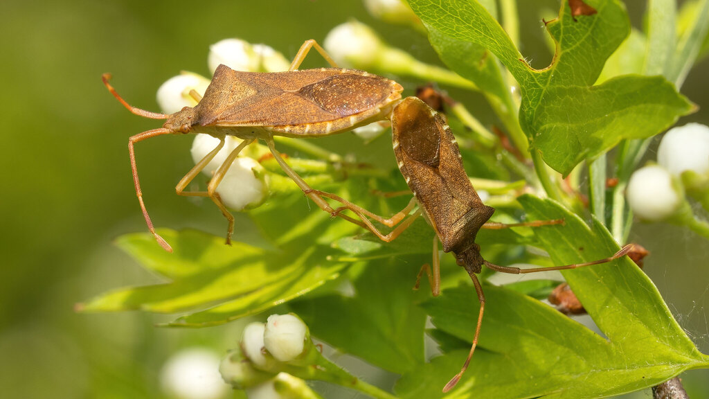 Coreidae Gonocerus acuteangulatus