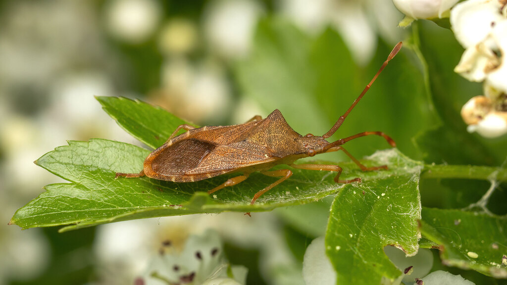 Coreidae Gonocerus acuteangulatus