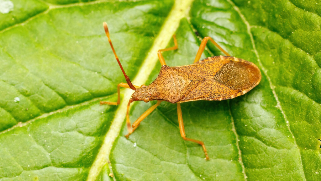 Coreidae Gonocerus acuteangulatus