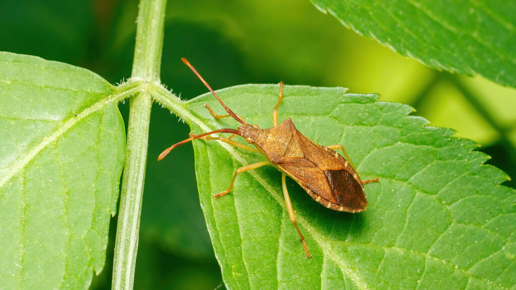 Coreidae Gonocerus acuteangulatus
