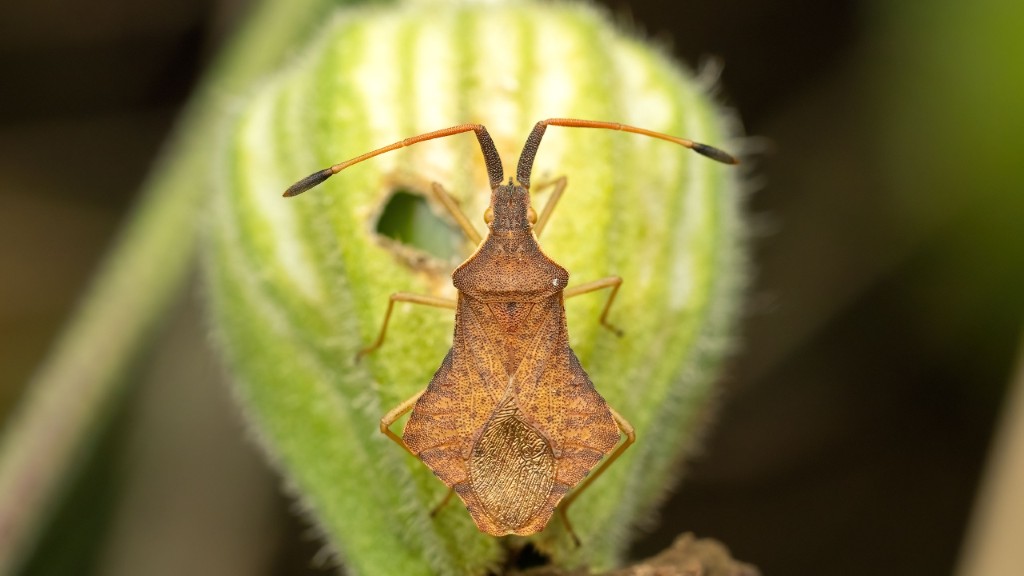Coreidae Syromastus rhombeus