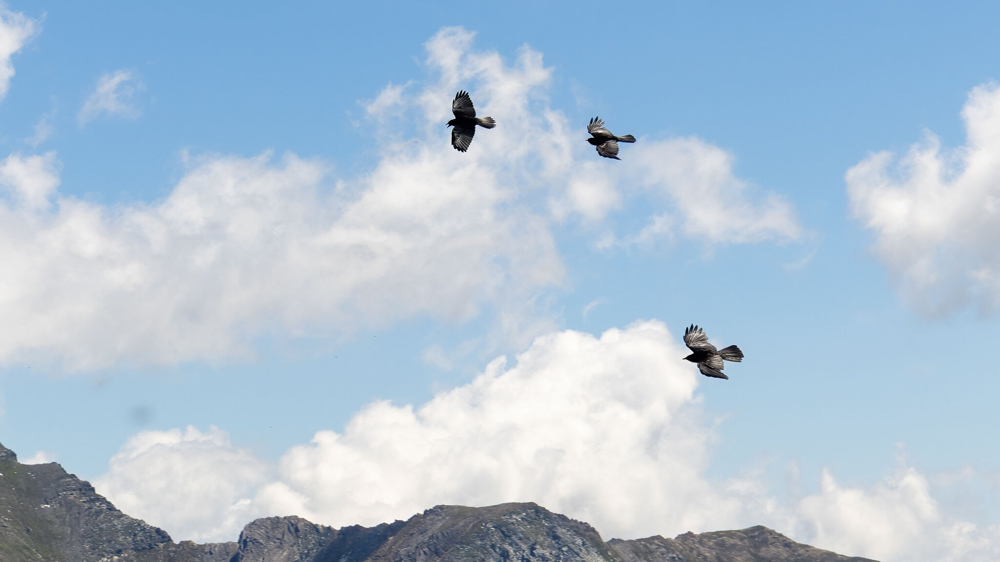 Corvidae Pyrrhocorax graculus