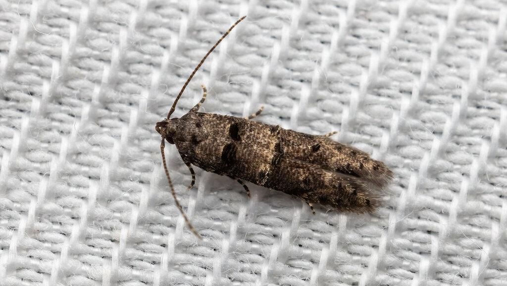 Cosmopterigidae Sorhagenia