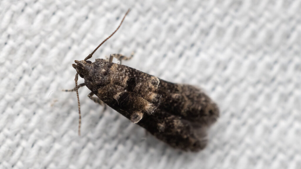 Cosmopterigidae Sorhagenia
