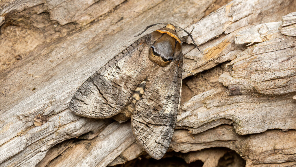 Cossidae Cossus cossus