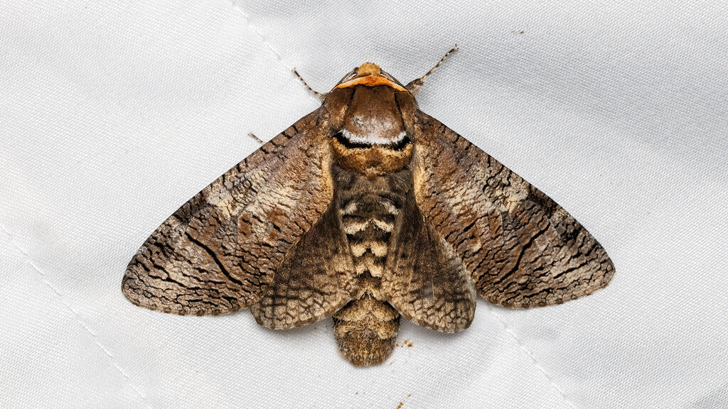 Cossidae Cossus cossus