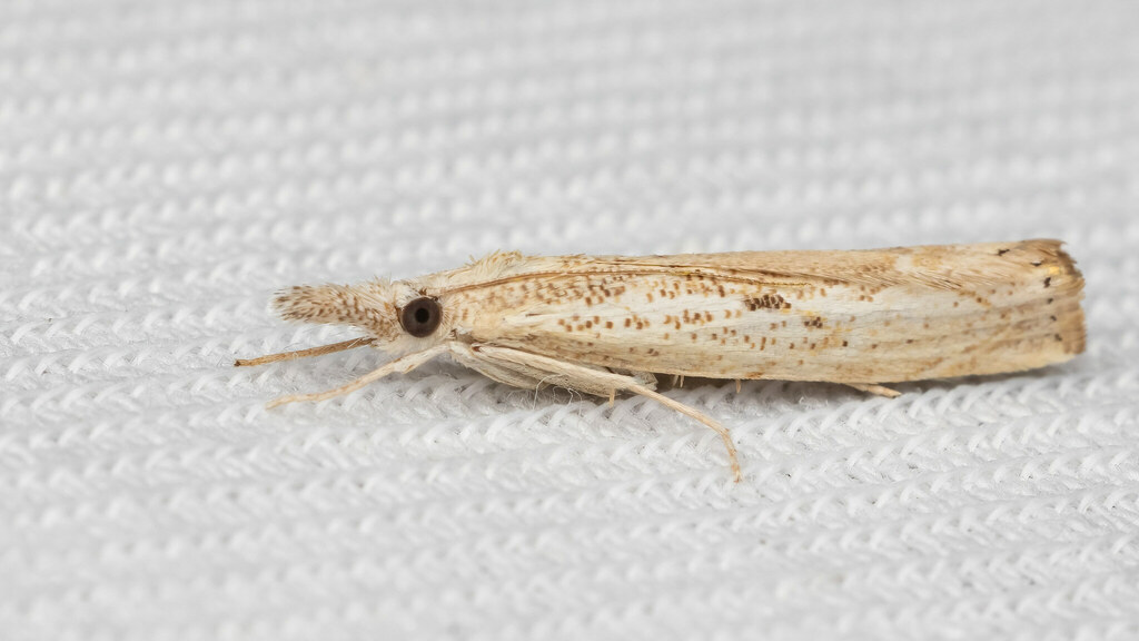 Crambidae Agriphila geniculea