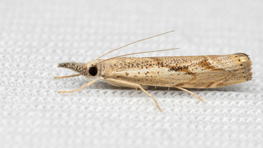 Crambidae Agriphila geniculea