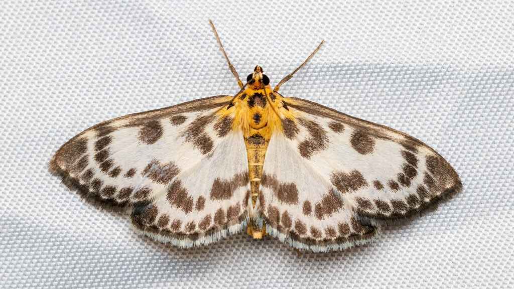 Crambidae Anania hortulata