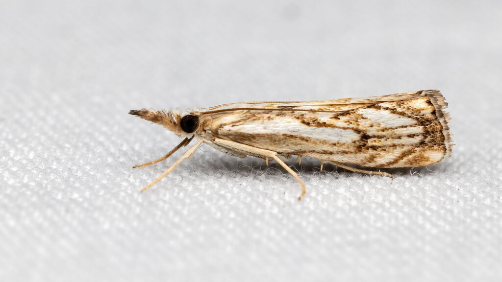 Crambidae Catoptria falsella