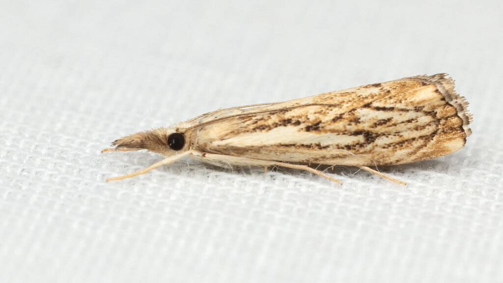 Crambidae Catoptria falsella