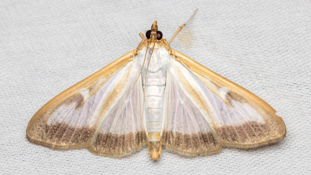 Crambidae Cydalima perspectalis