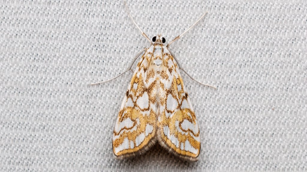 Elophila nymphaeata