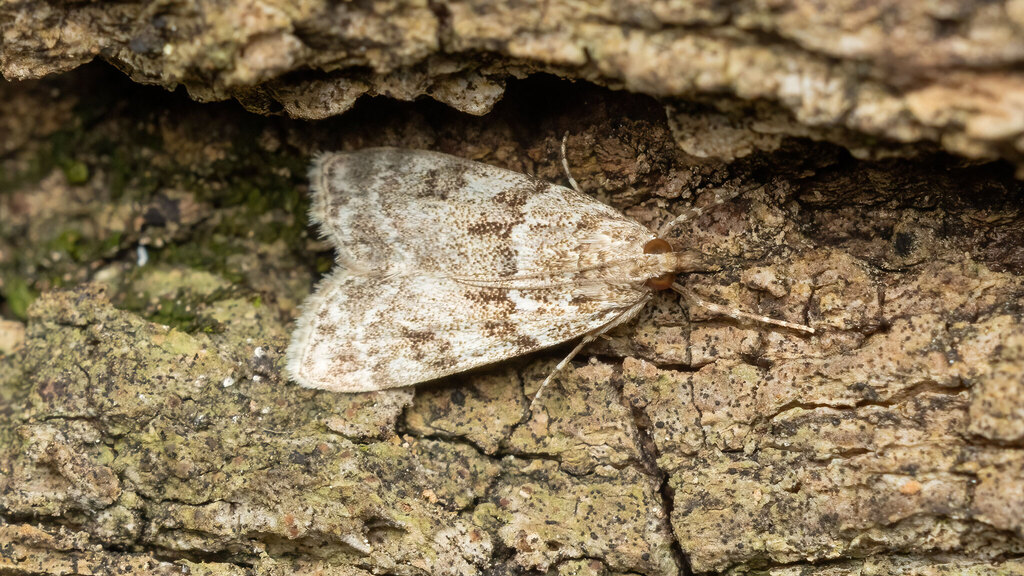 Crambidae Eudonia