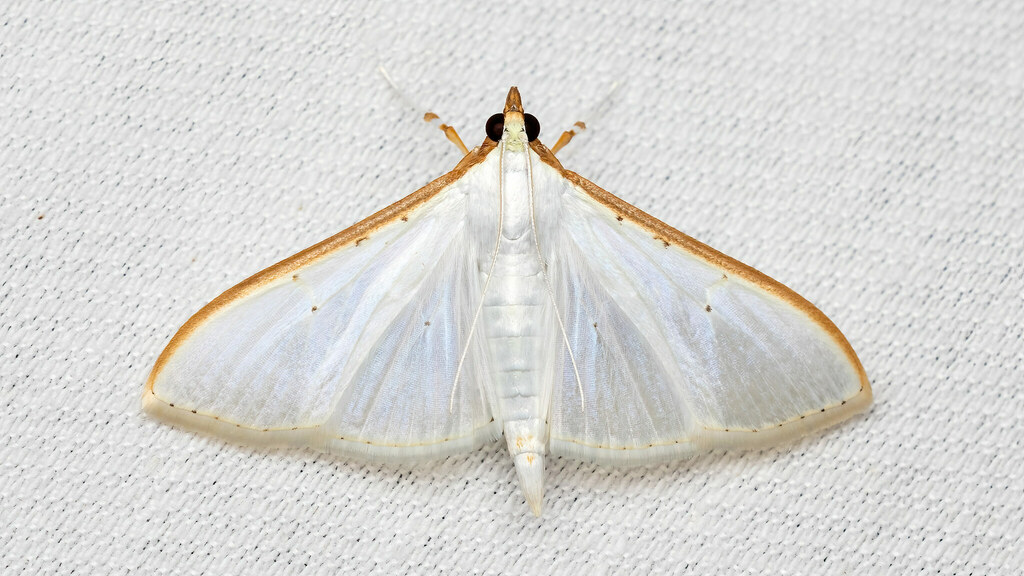 Crambidae Palpita vitrealis