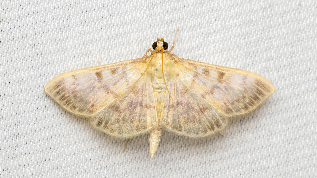 Crambidae Patania ruralis