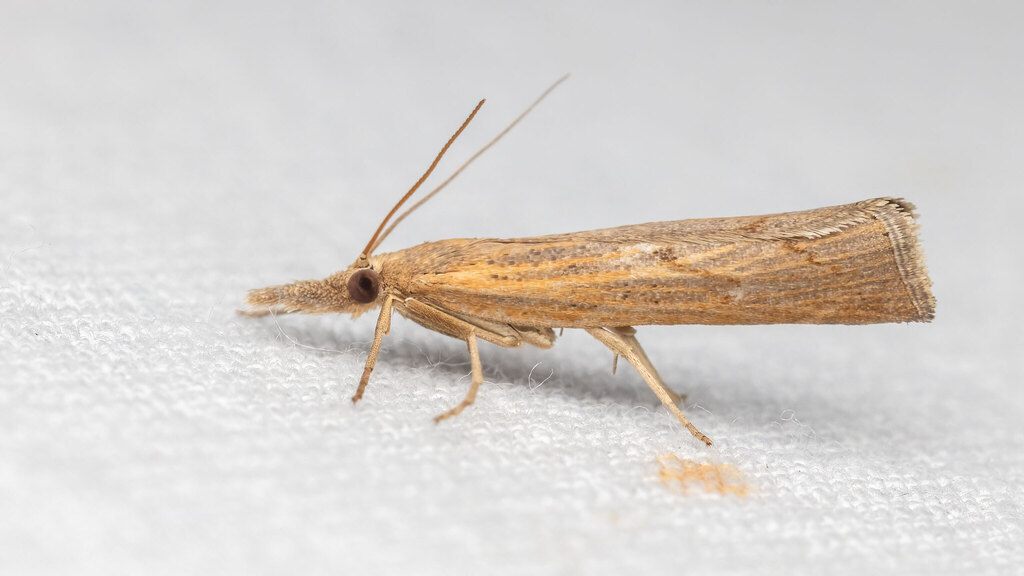 Crambidae Pediasia contaminella