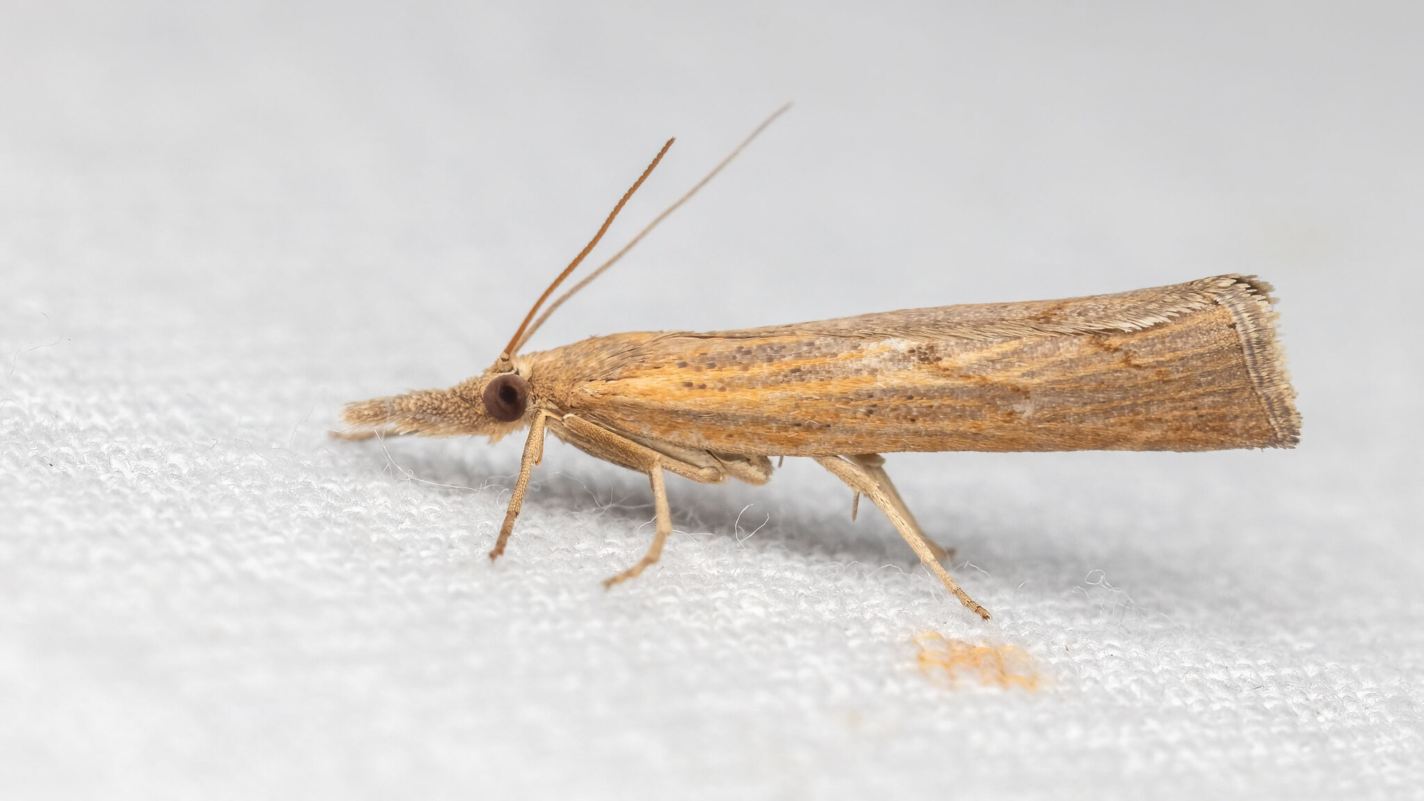 Crambidae Pediasia contaminella
