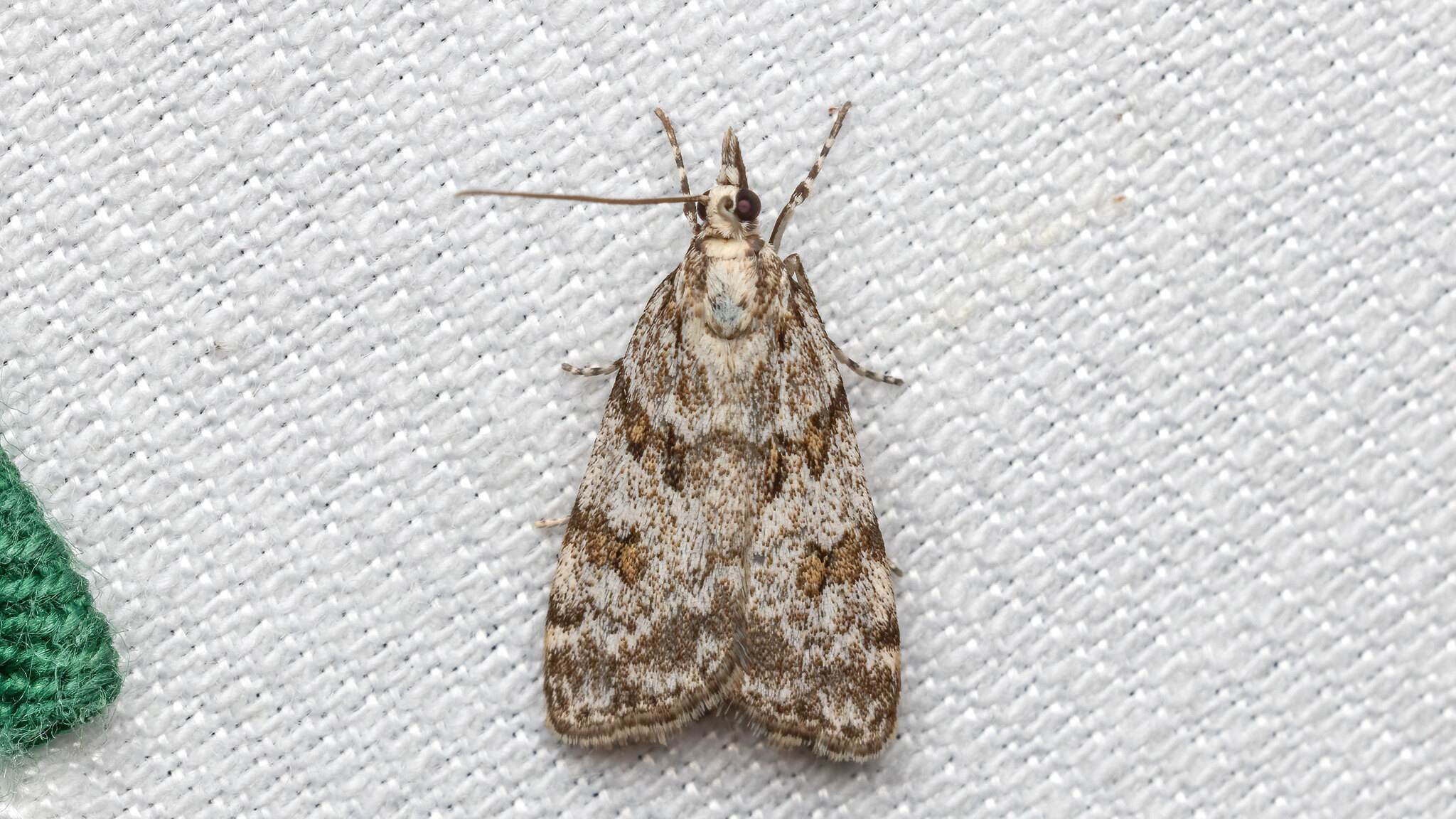 Crambidae Scoparia pyralella