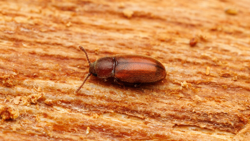 Cryptophagidae Cryptophagus