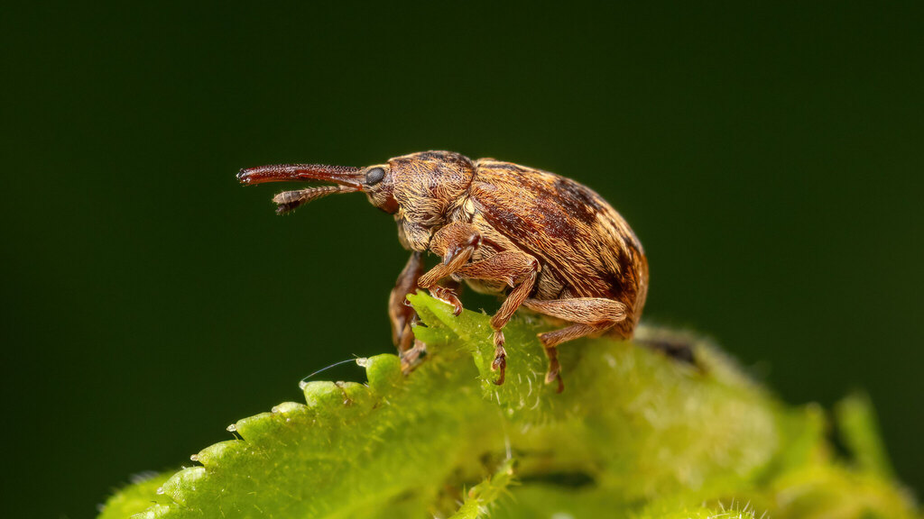 Curculionidae Anthonomus rectirostris