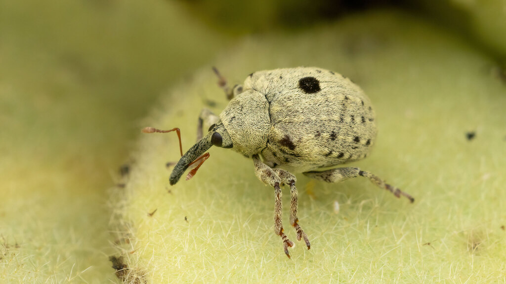 Curculionidae Cionus olivieri