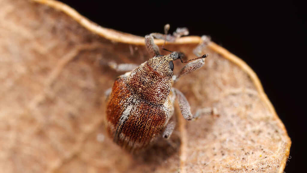 Curculionidae Coeliodes ruber