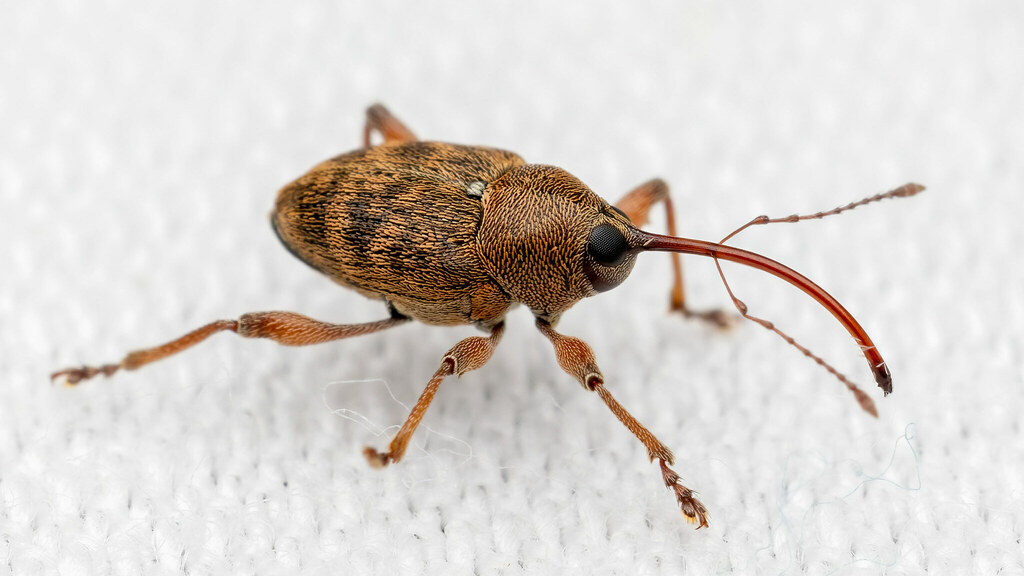 Curculionidae Curculio