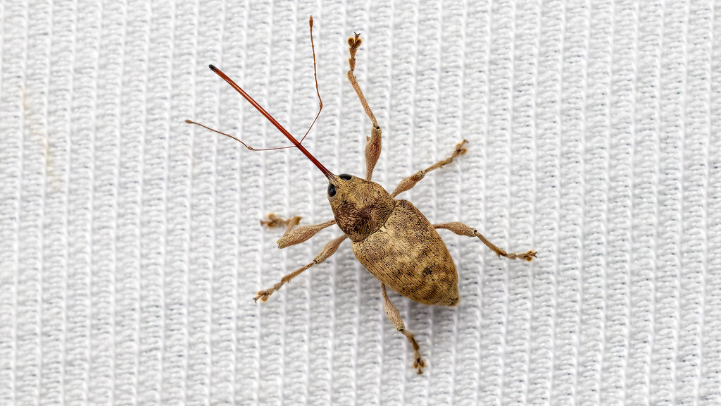 Curculio elephas
