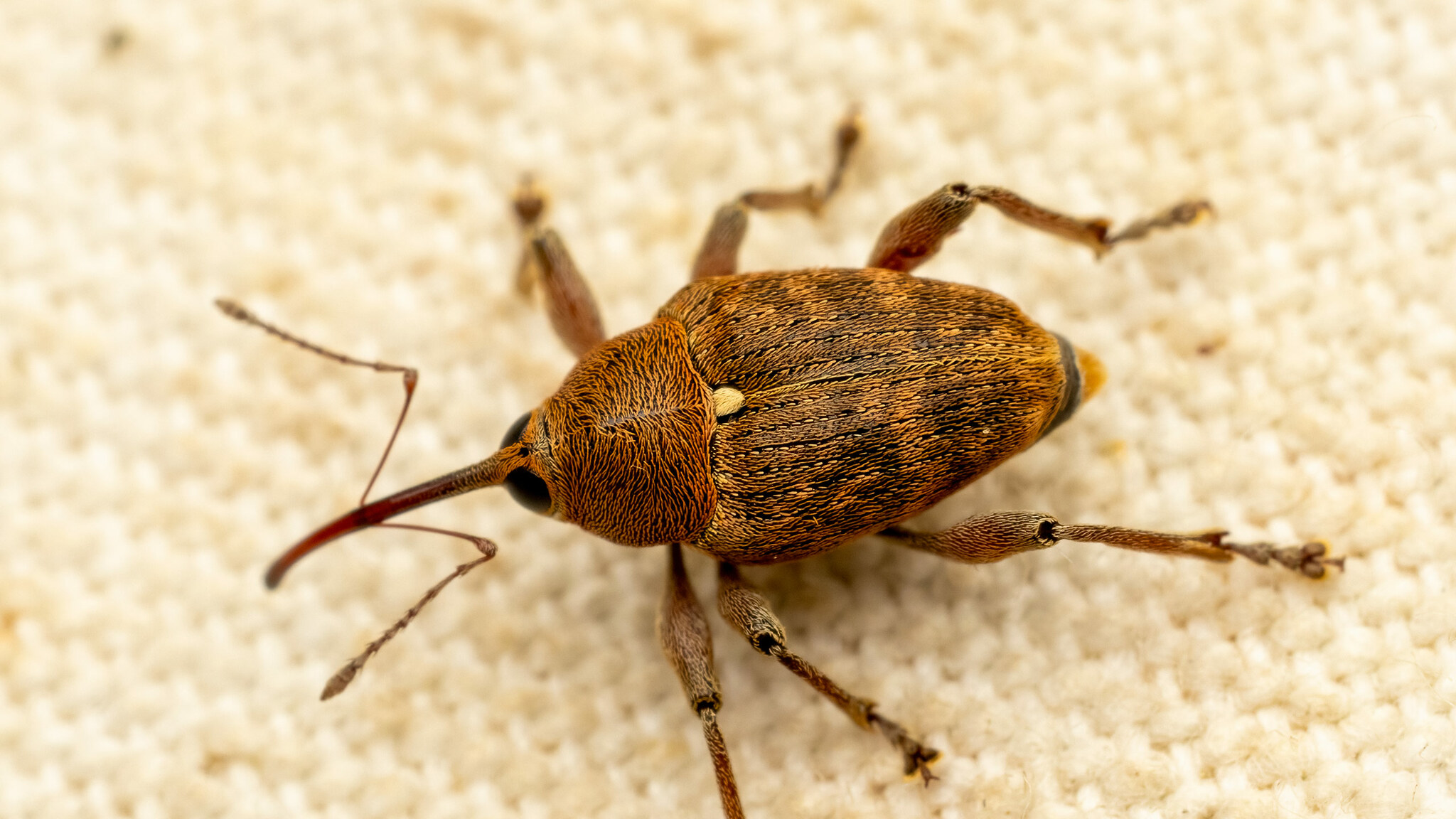 Curculio glandium