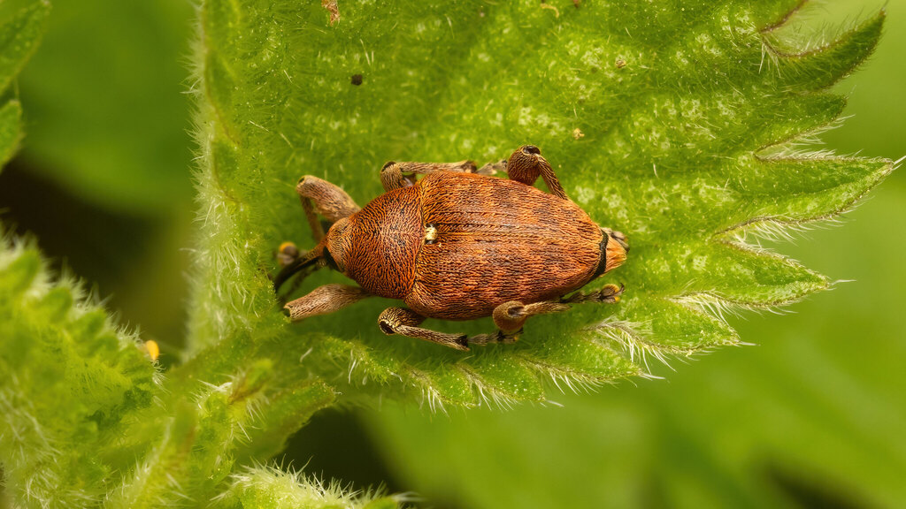 Curculionidae Curculio glandium