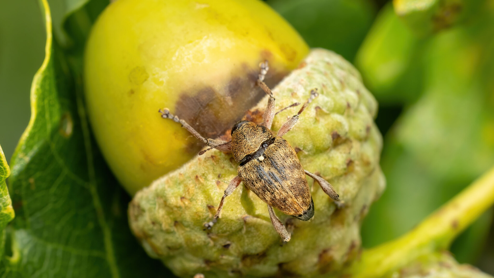 Curculionidae Curculio glandium