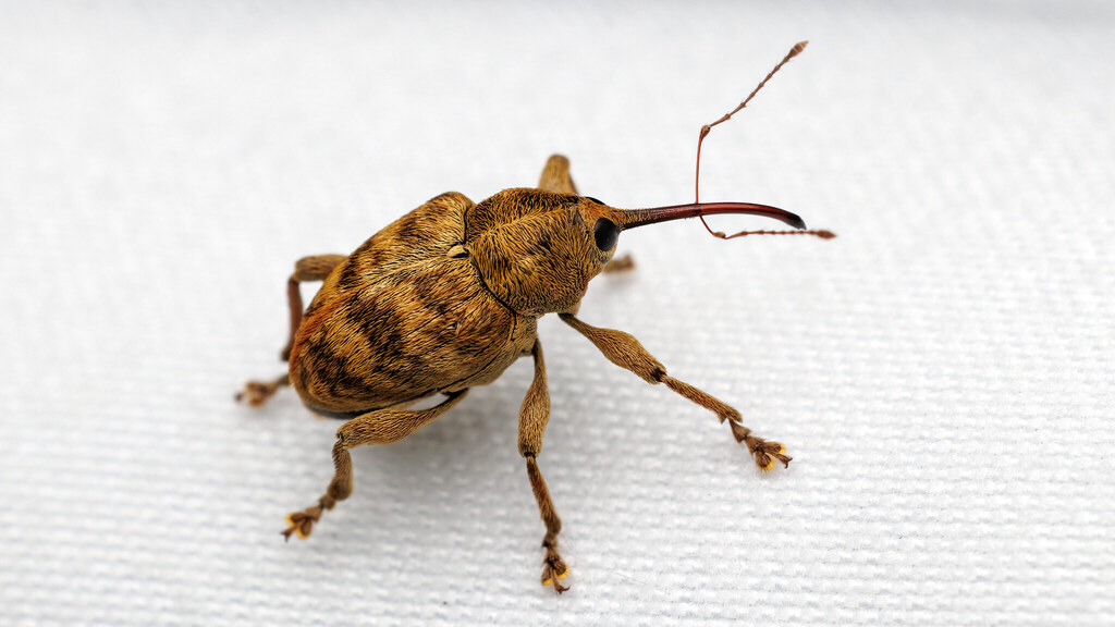 Curculionidae Curculio venosus