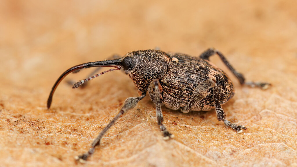 Curculionidae Curculio villosus