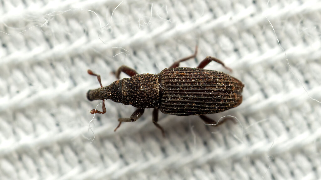 Curculionidae Dryophthorus corticalis