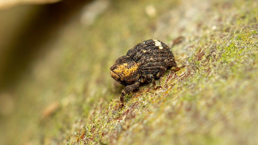 Echinodera hypocrita