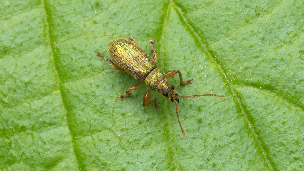 Curculionidae Entiminae
