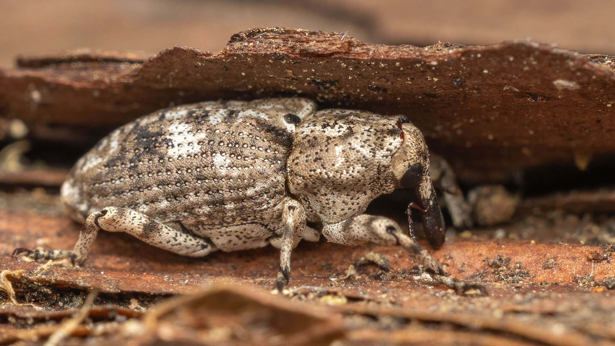 Curculionidae Gasterocercus depressirostris
