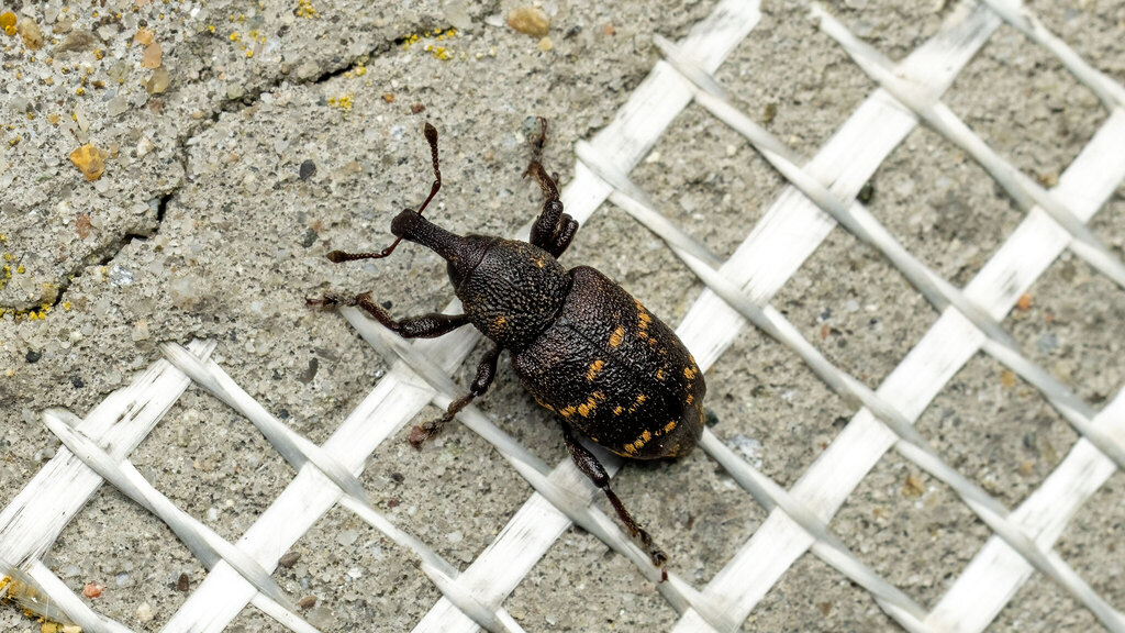 Curculionidae Hylobius abietis
