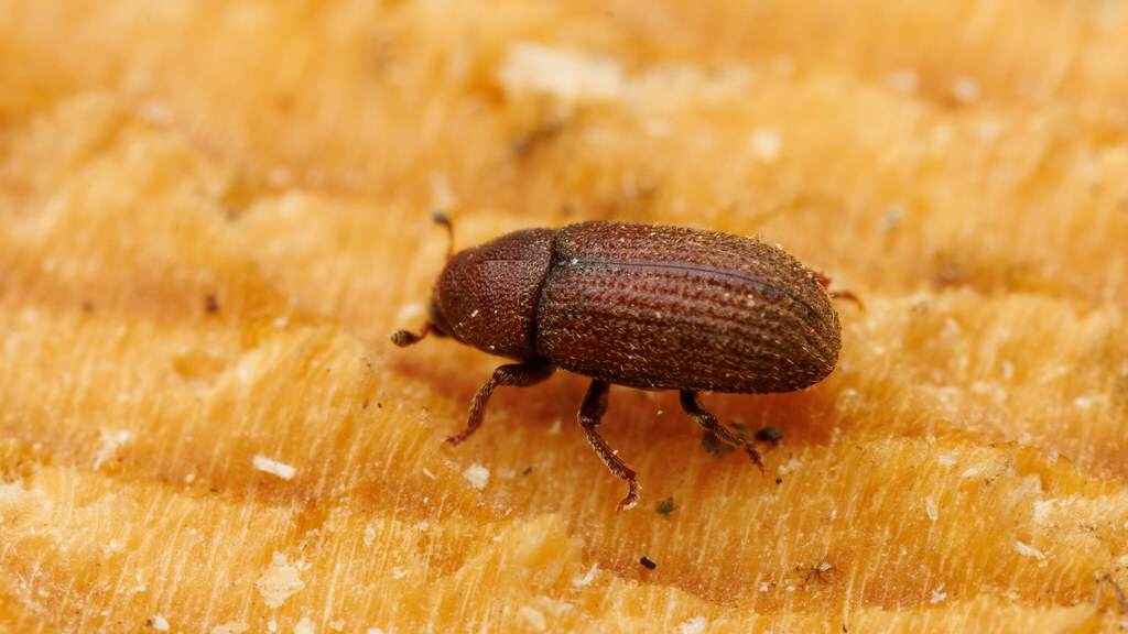 Curculionidae Hylurgops palliatus