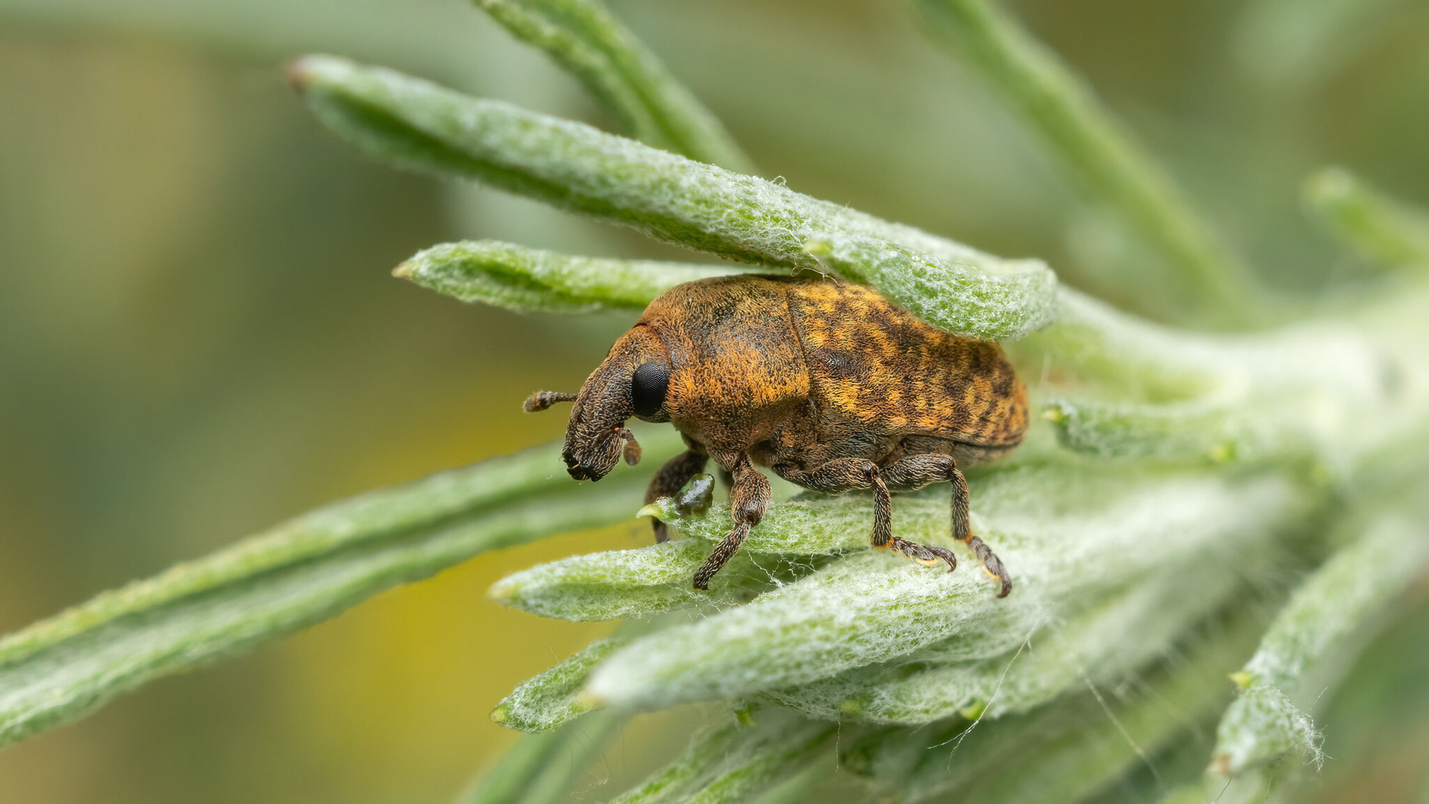 Curculionidae Larinus obtusus