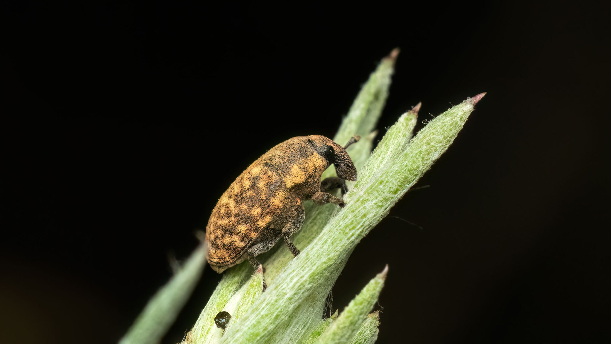 Curculionidae Larinus obtusus