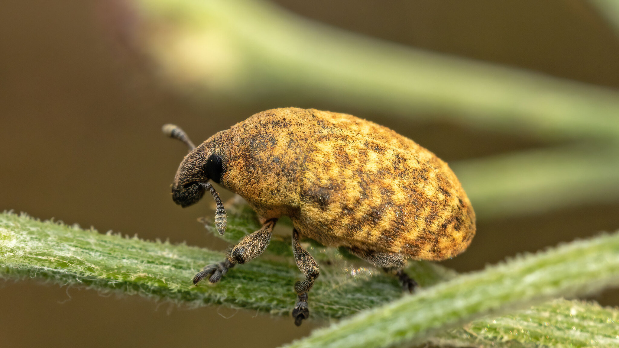 Curculionidae Larinus obtusus