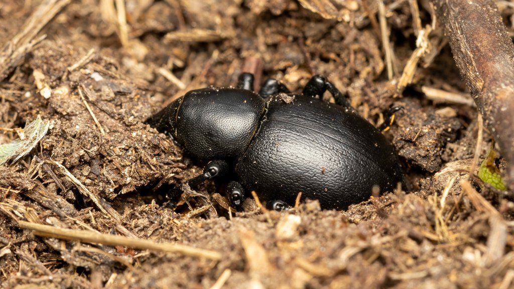Liparus dirus