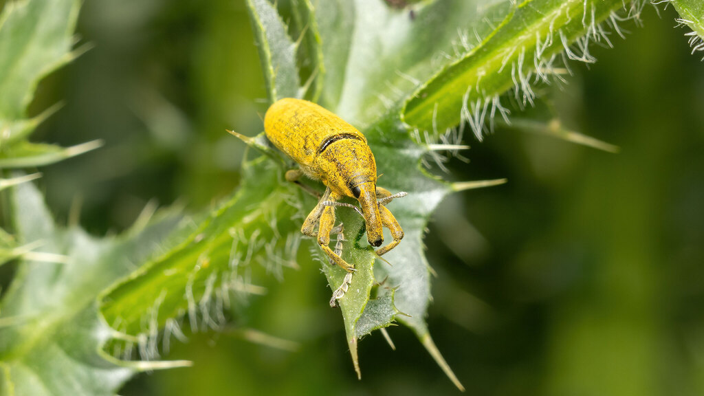Curculionidae Lixus